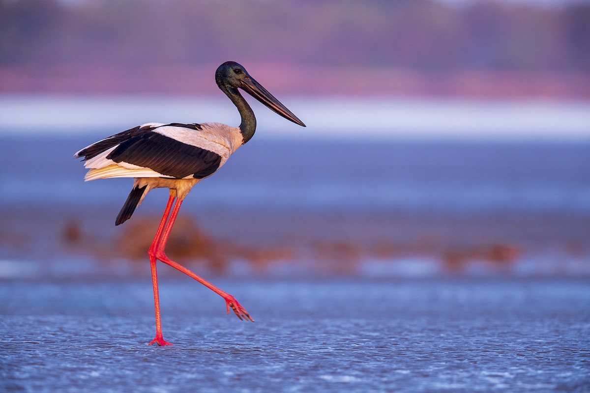 Black-necked Stork - Laurie Ross | Tracks Birding & Photography Tours