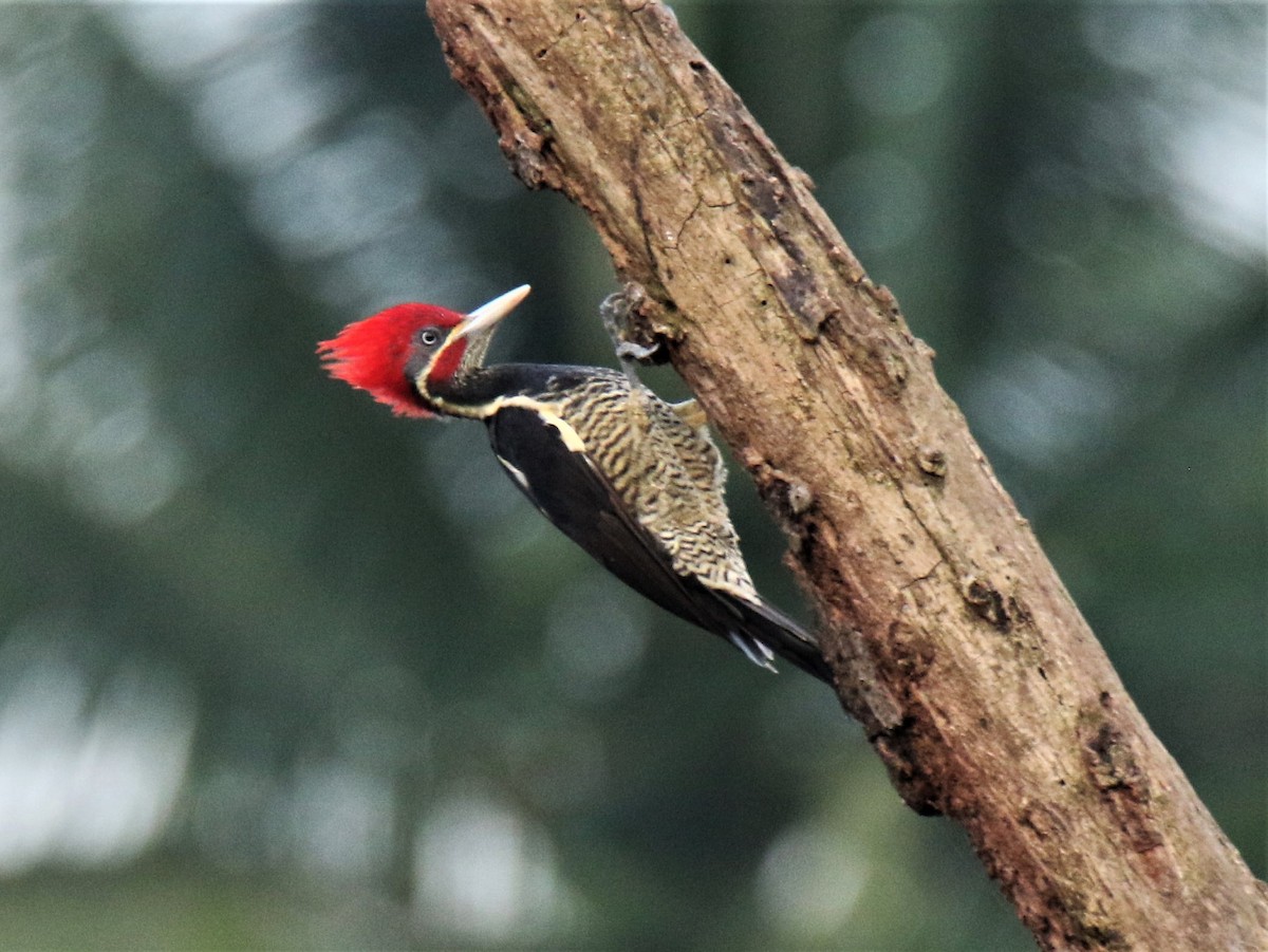 Lineated Woodpecker - Josue  de León Lux (Birding Guide) josuedeleonlux@gmail.com +502 3068 8988
