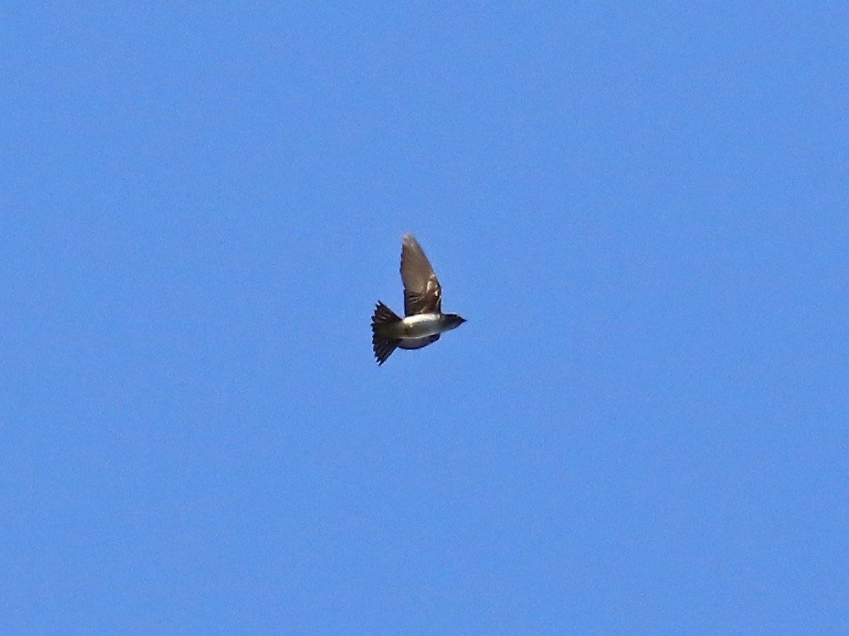 Brown-chested Martin - ML167867021