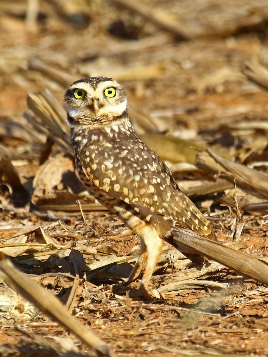 Burrowing Owl - ML167867121