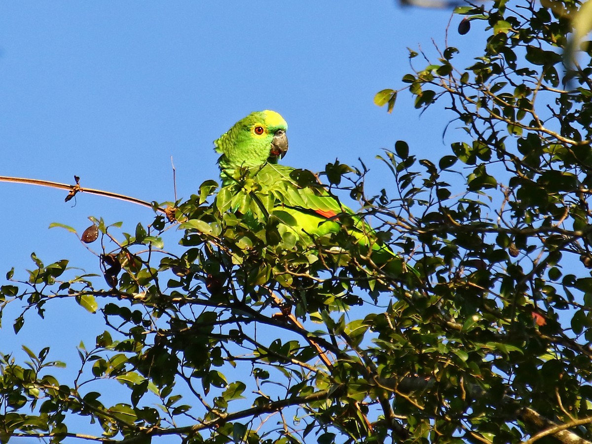 Turquoise-fronted Parrot - ML167867221