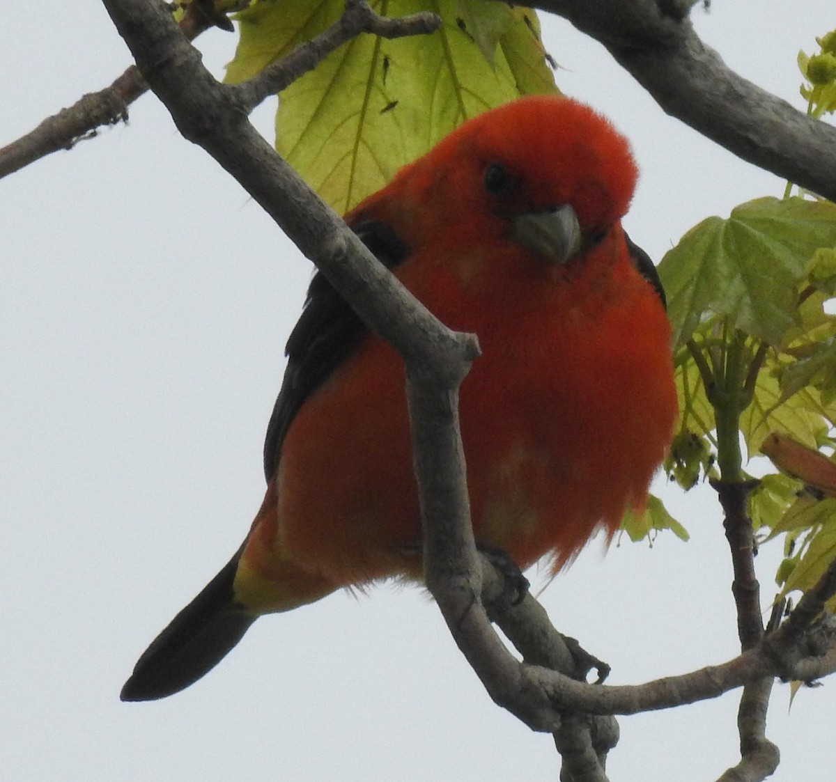 Scarlet Tanager - Holly Becker
