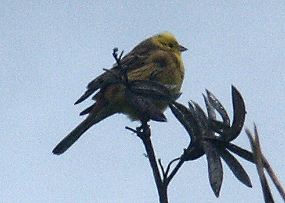 Yellowhammer - Pete Sole