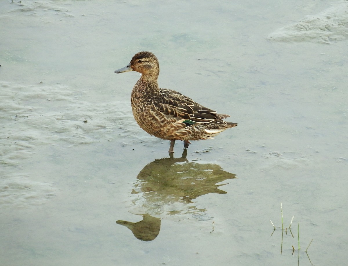 Green-winged Teal - ML167883411