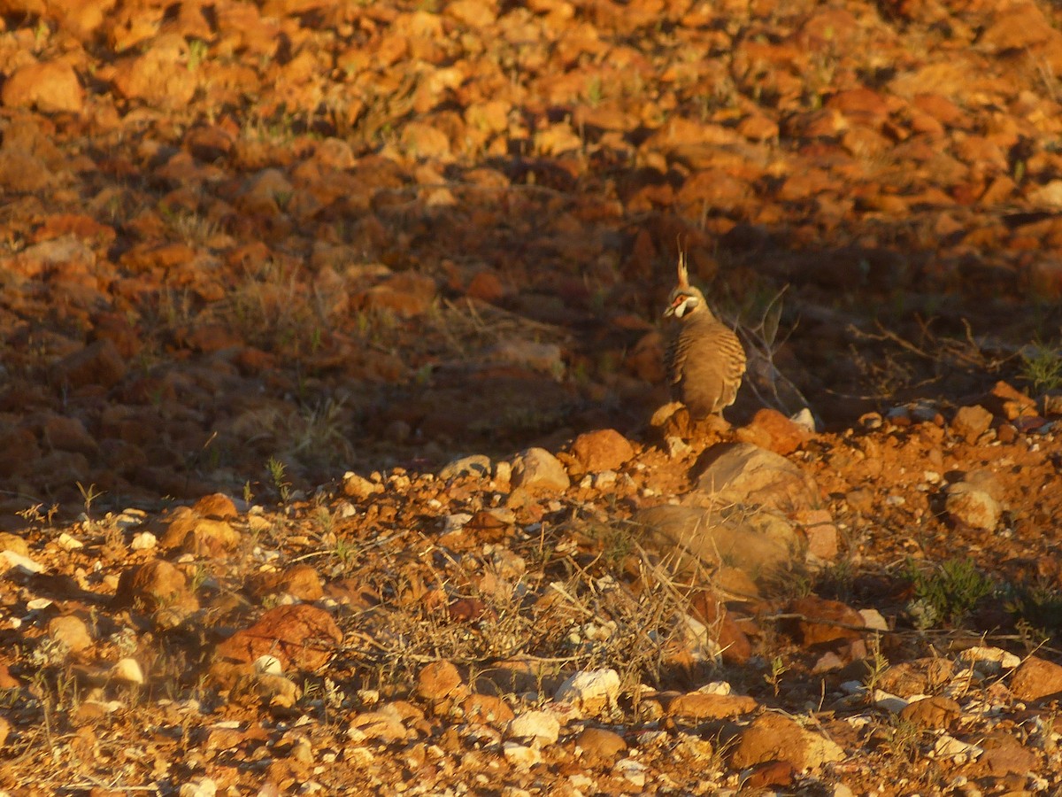 Spinifex Pigeon - ML167884331