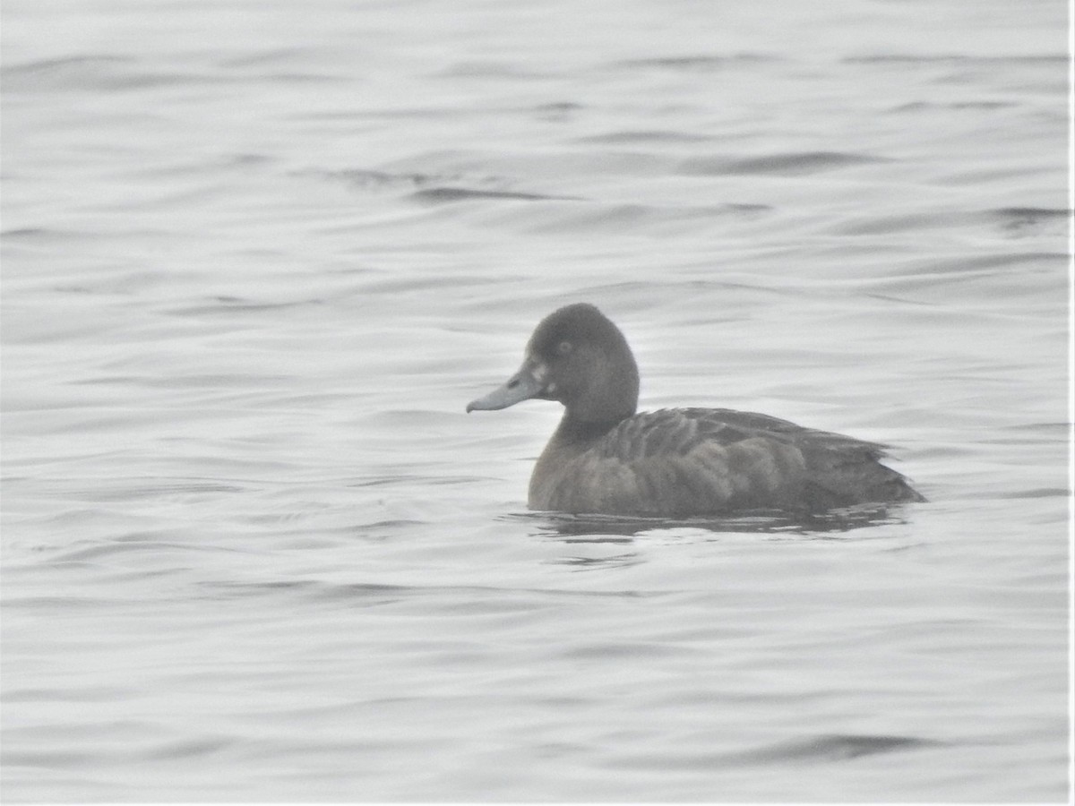 Lesser Scaup - Riley Walsh