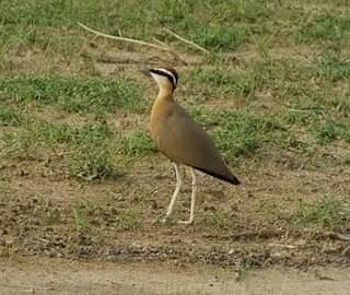 Indian Courser - ANAND PRASAD