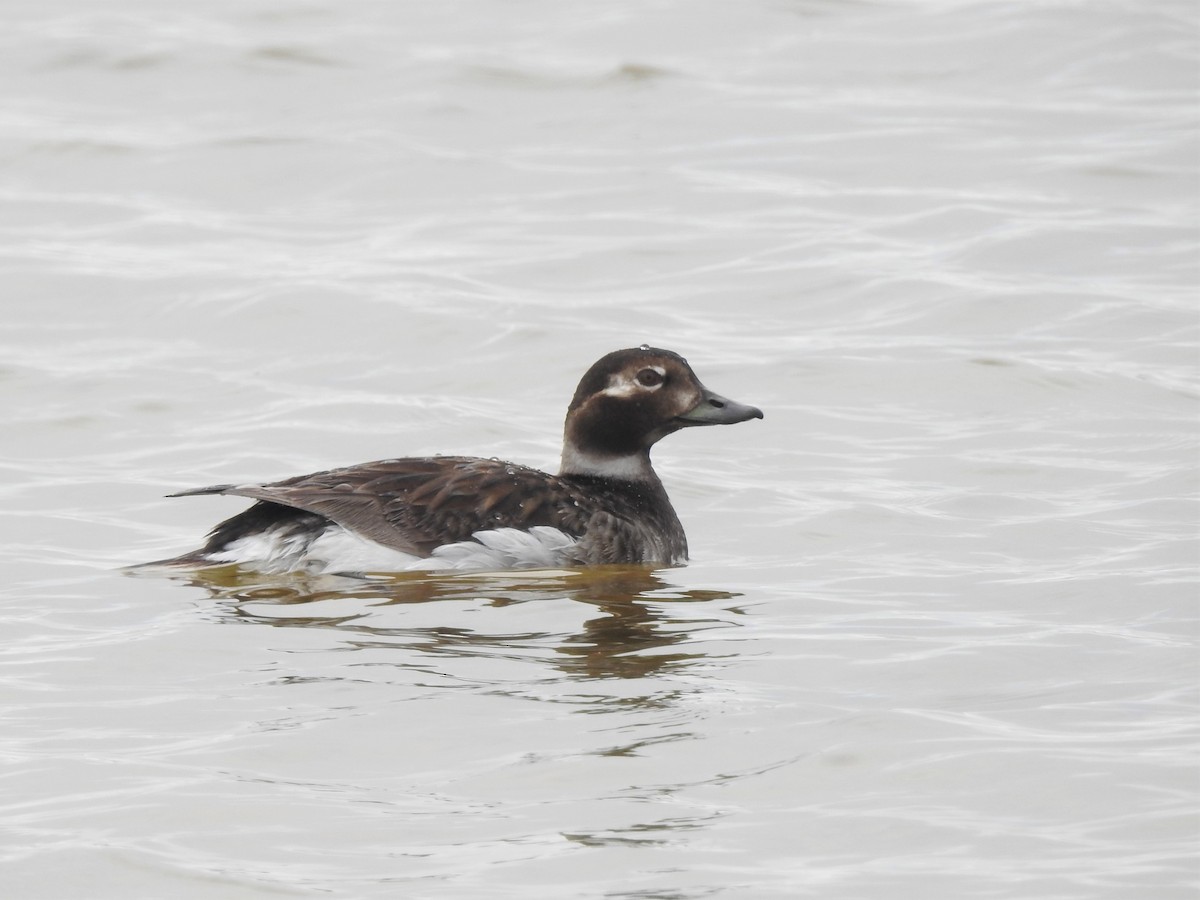 Long-tailed Duck - ML167886241