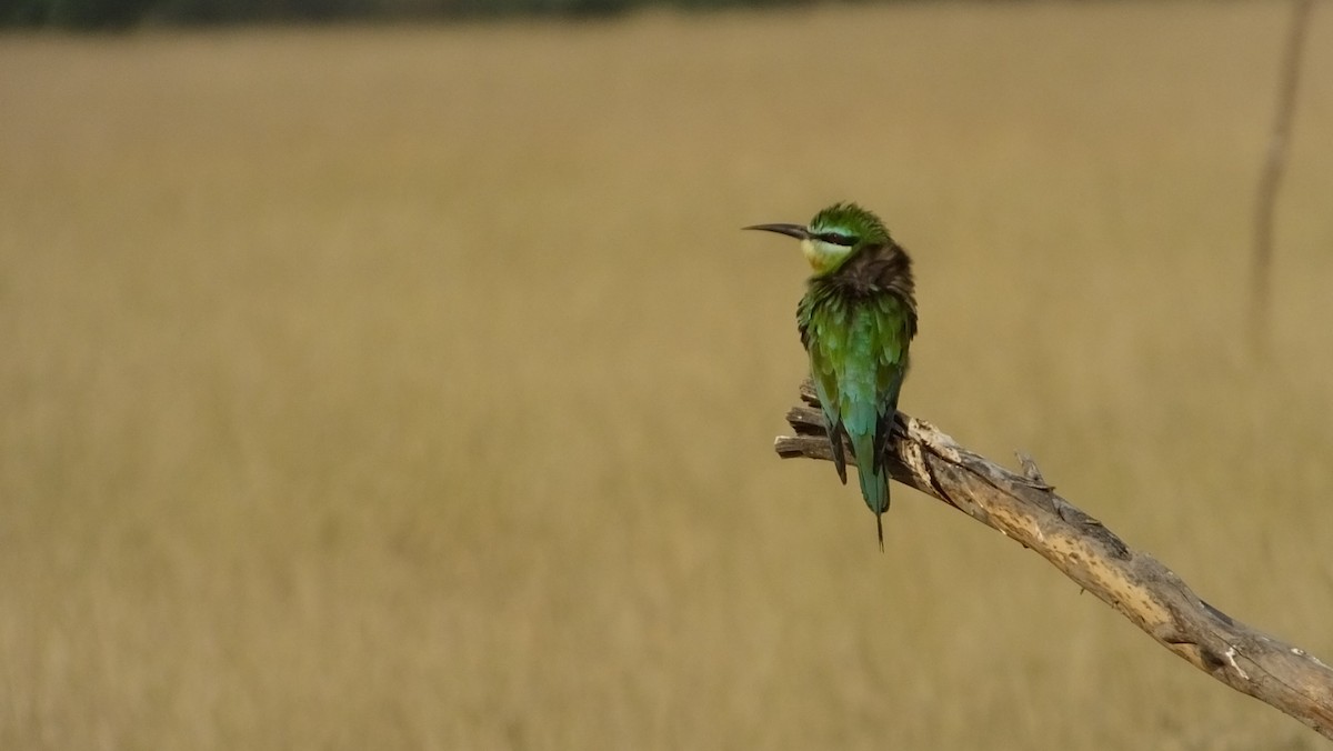 Blue-cheeked Bee-eater - ML167886321