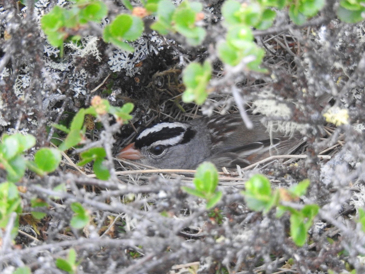 White-crowned Sparrow - ML167886491