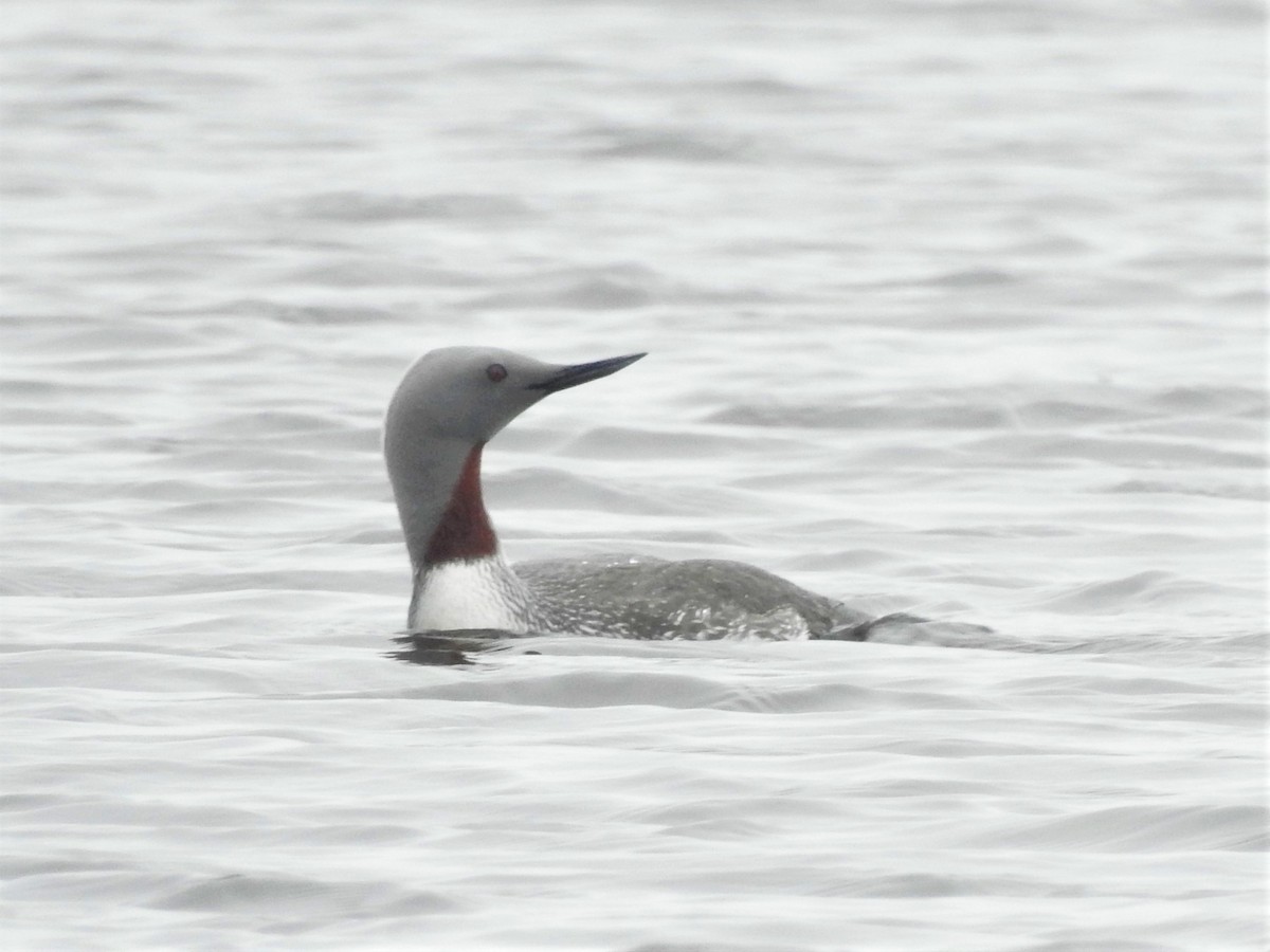 Red-throated Loon - ML167886961