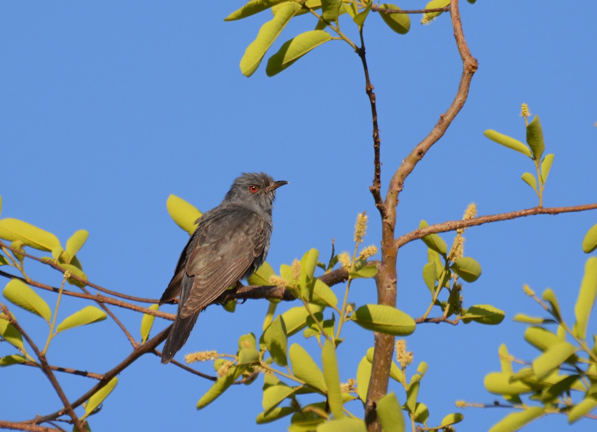 Gray-bellied Cuckoo - ML167887931