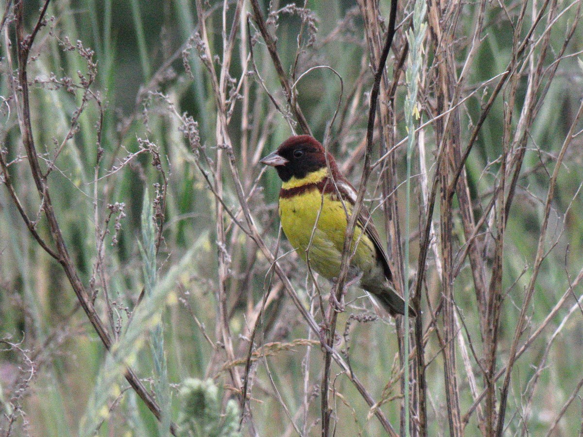 Yellow-breasted Bunting - ML167889061