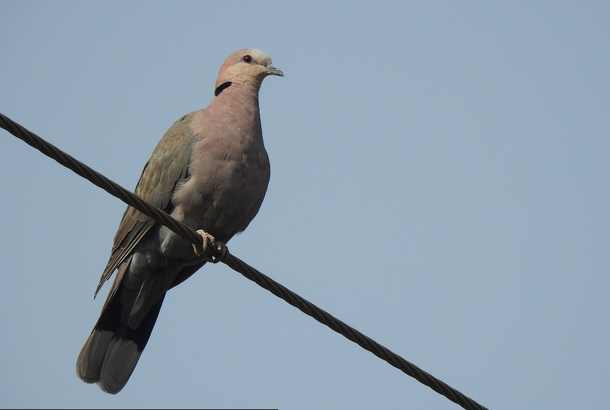 Red-eyed Dove - ML167889431