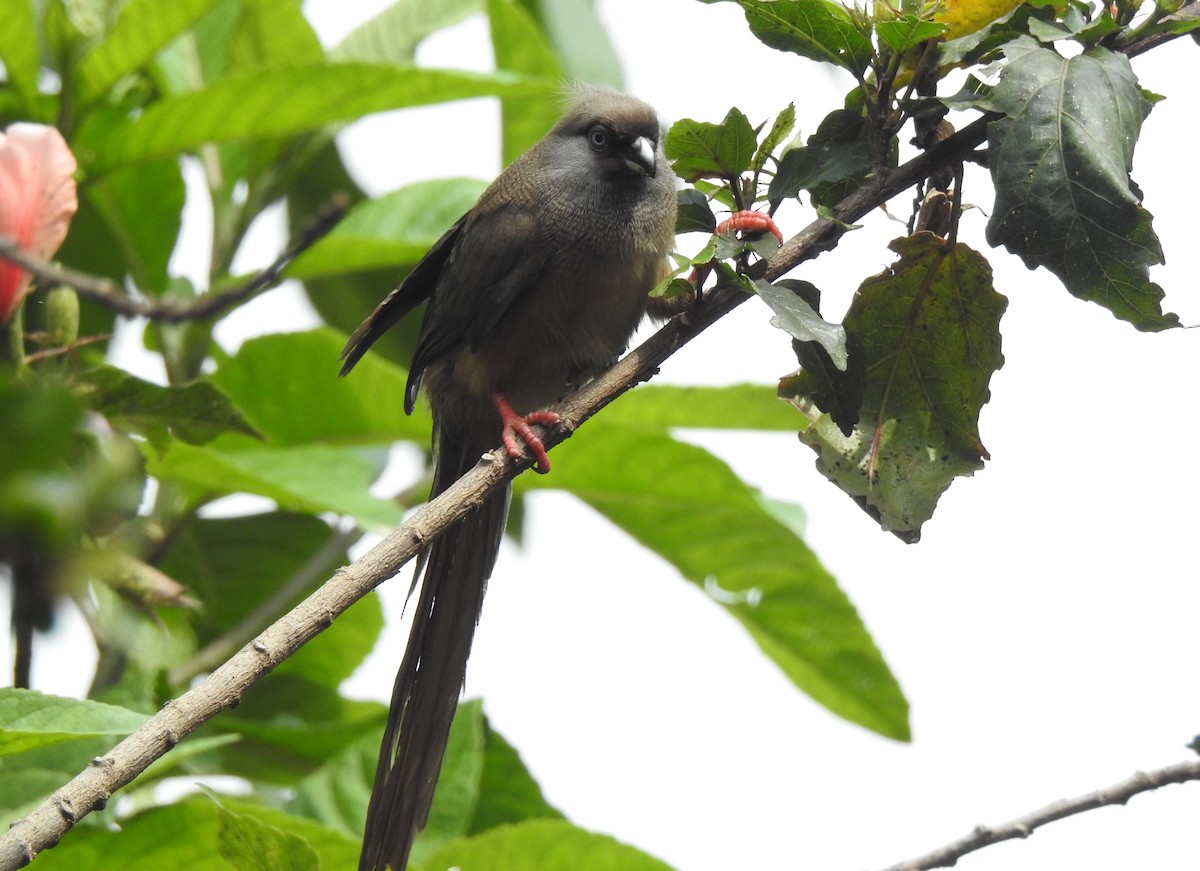 Speckled Mousebird - ML167889481