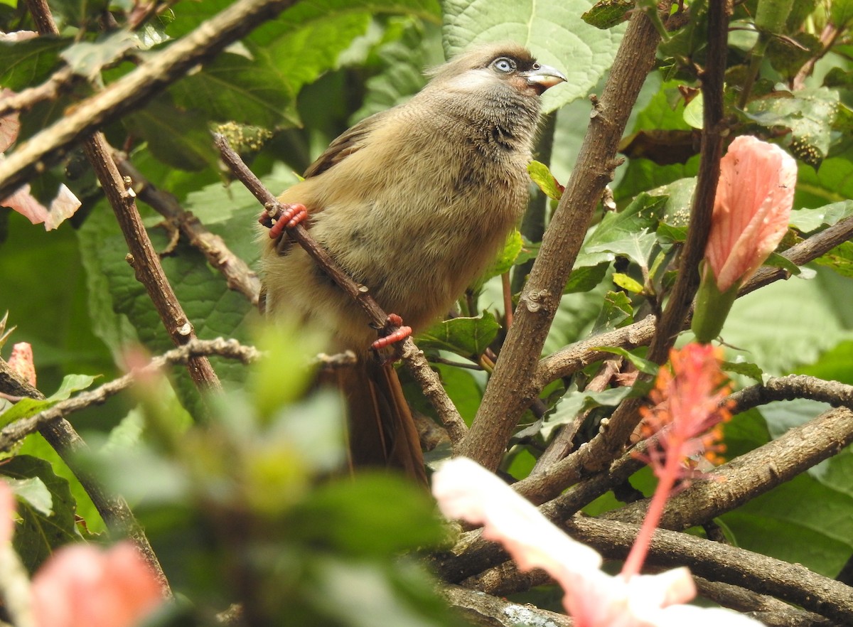 Speckled Mousebird - ML167889501