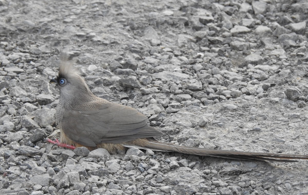 Speckled Mousebird - ML167890611