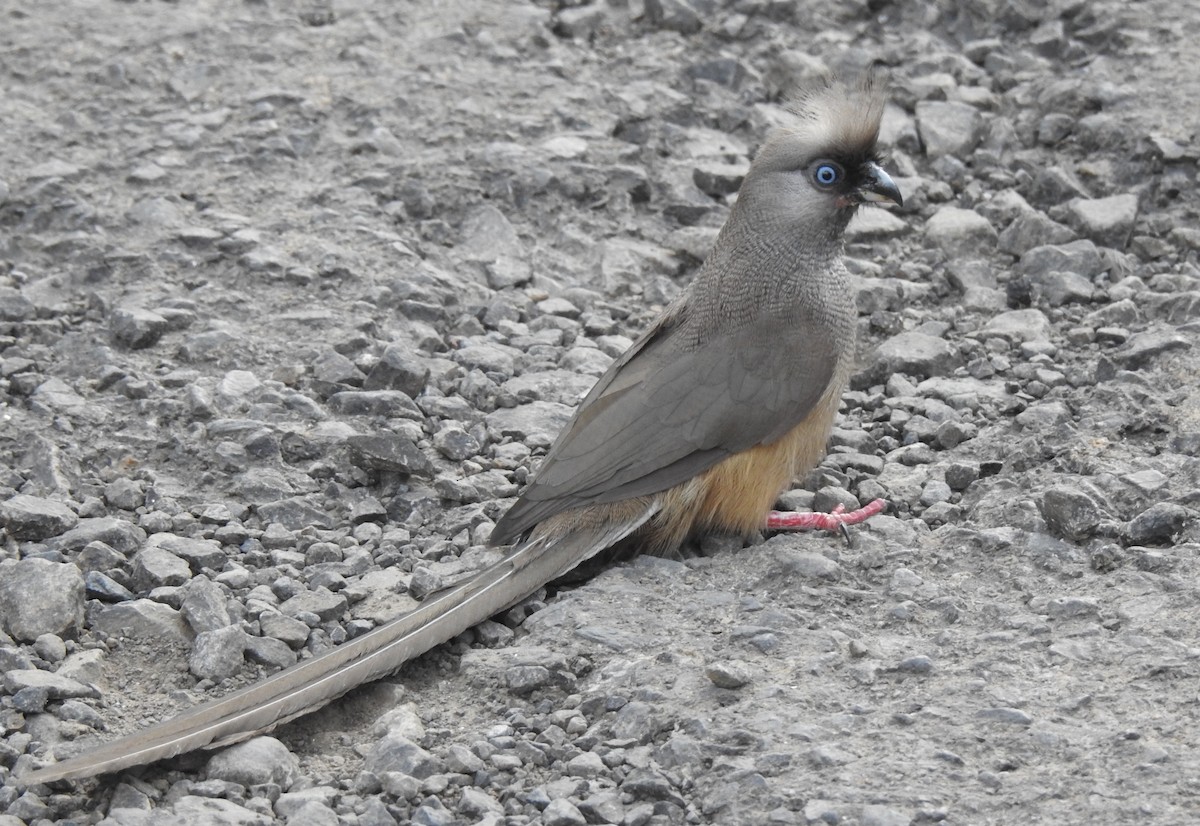 Speckled Mousebird - ML167890621