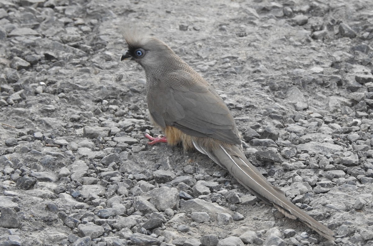 Speckled Mousebird - ML167890631