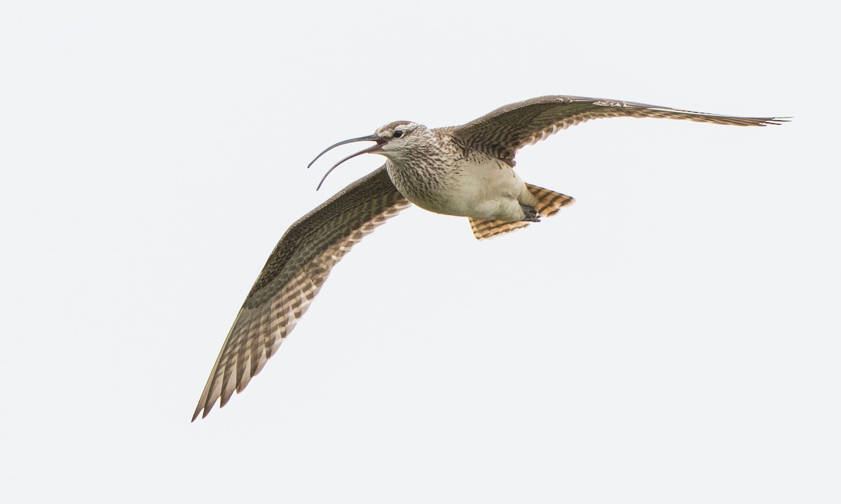 Bristle-thighed Curlew - ML167892411