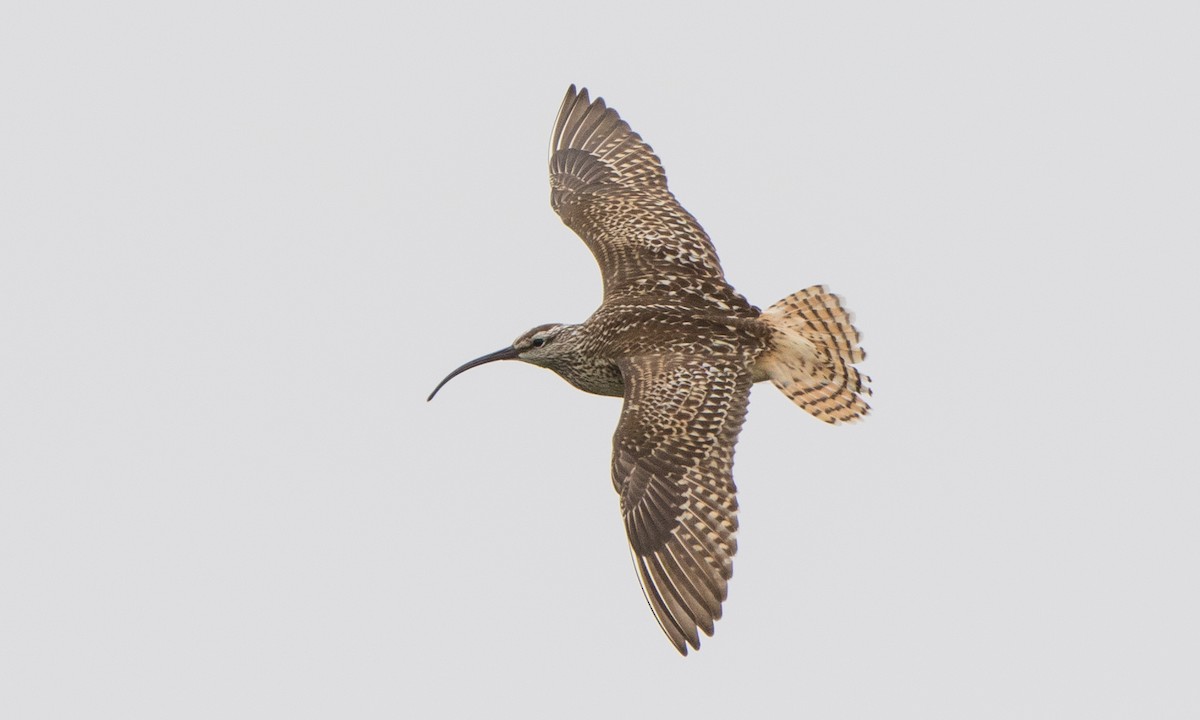 Bristle-thighed Curlew - ML167892421