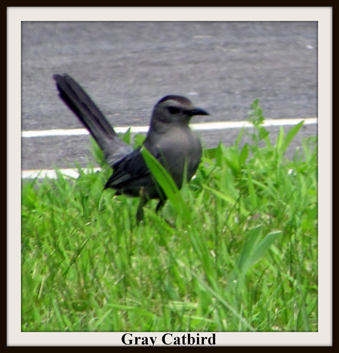Gray Catbird - Eric Sander