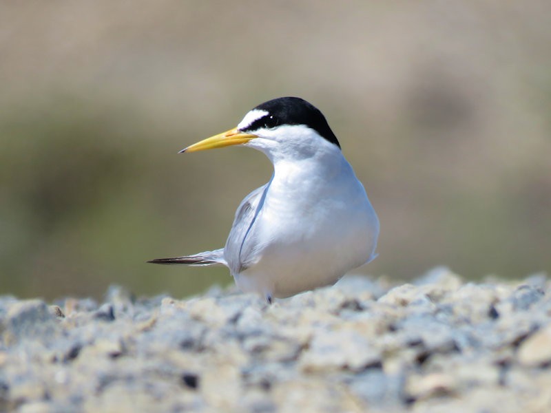 Least Tern - Dean Newhouse