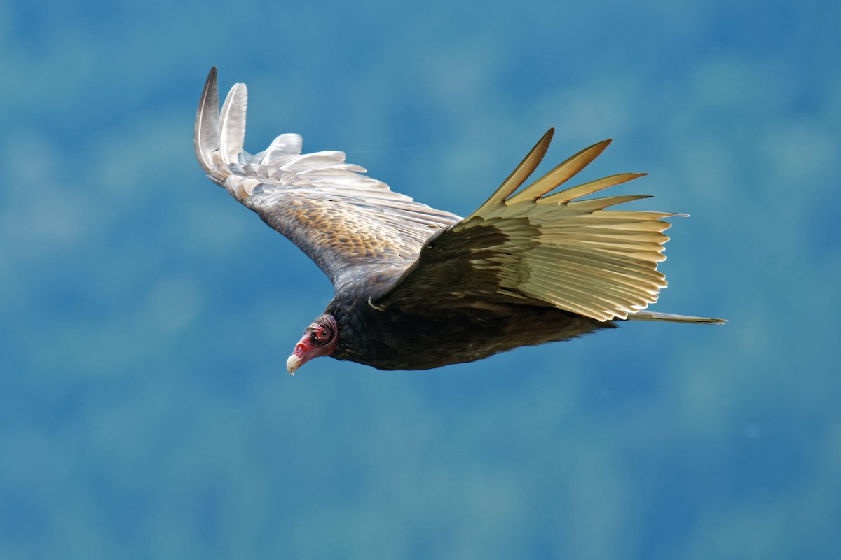 Turkey Vulture - ML167899361
