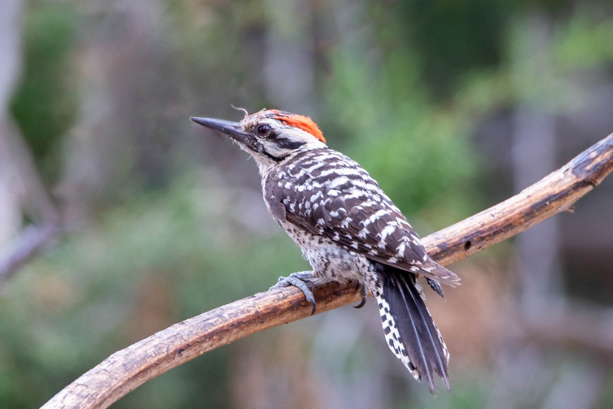 Ladder-backed Woodpecker - Edward Boyd