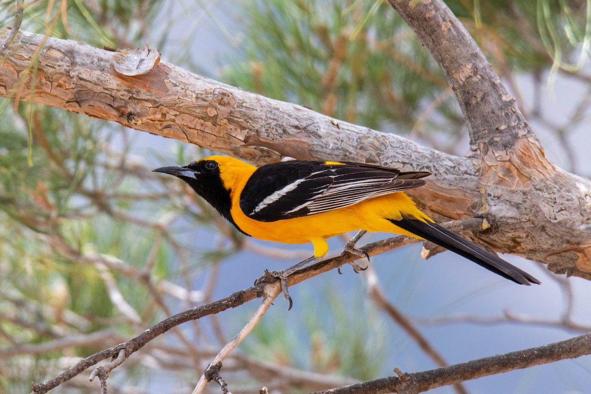 Hooded Oriole (nelsoni Group) - ML167901211