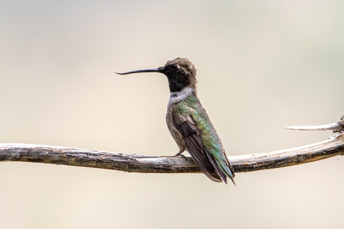 Black-chinned Hummingbird - ML167901731
