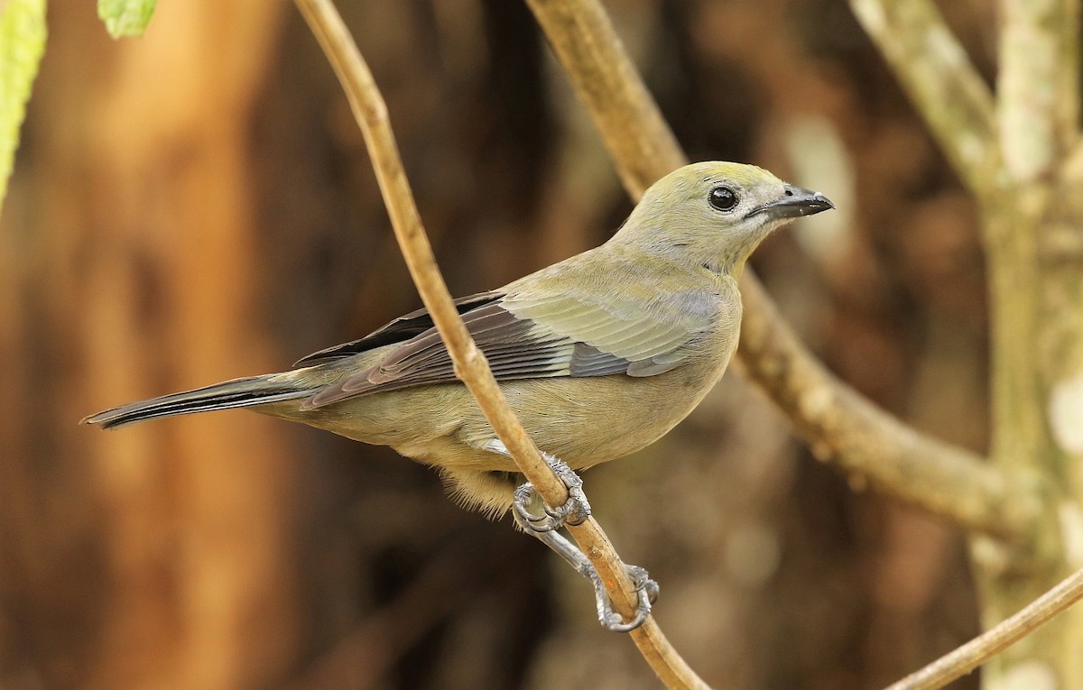 Palm Tanager - ML167902771