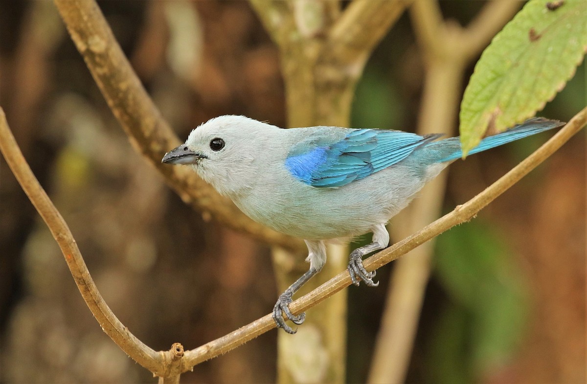 Blue-gray Tanager - ML167902791