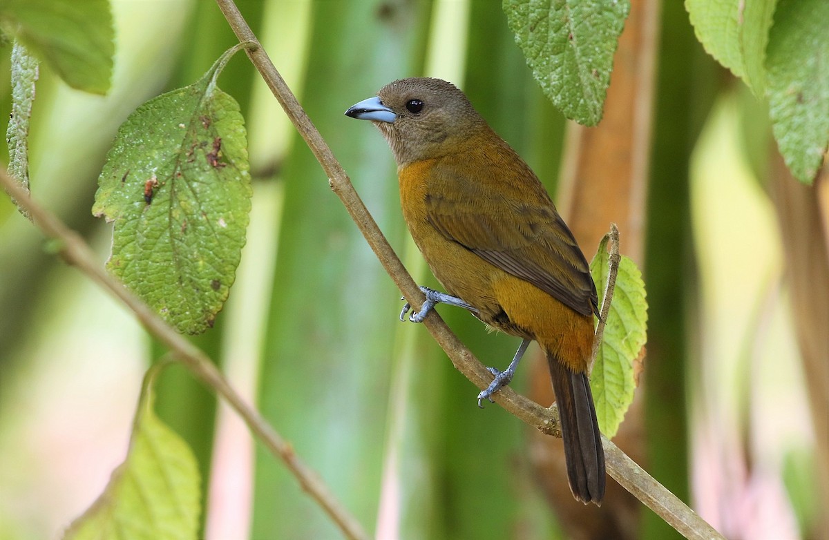 Scarlet-rumped Tanager - ML167902831