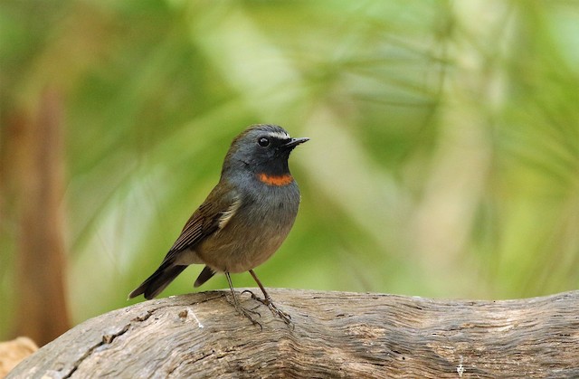 Rufous-gorgeted Flycatcher - eBird