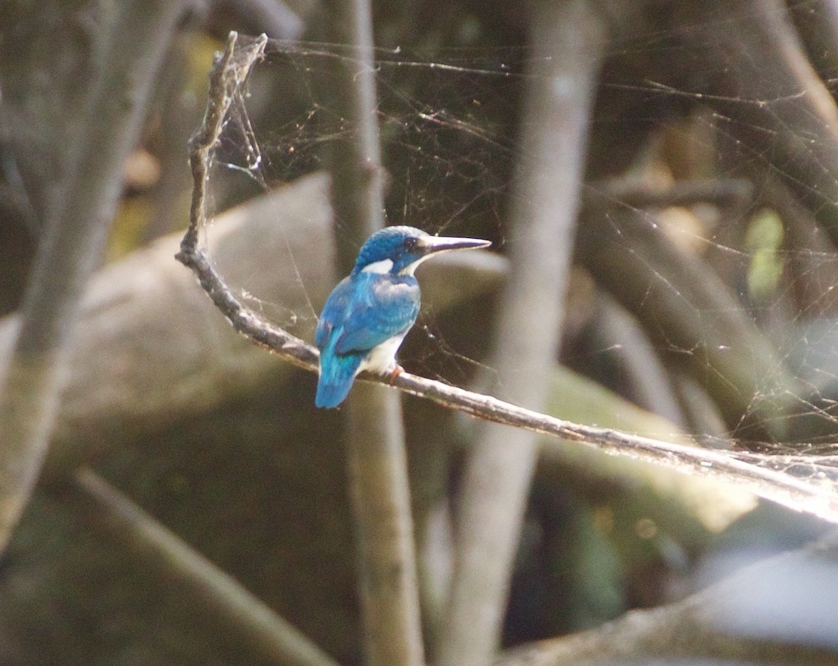 Small Blue Kingfisher - ML167905181