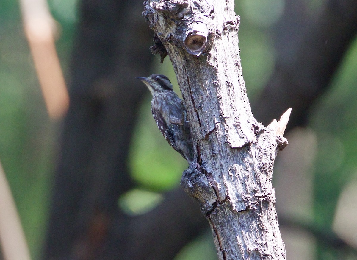 Sunda Pygmy Woodpecker - ML167905731