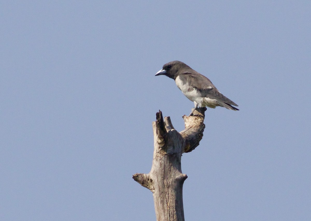 White-breasted Woodswallow - Scott Baker