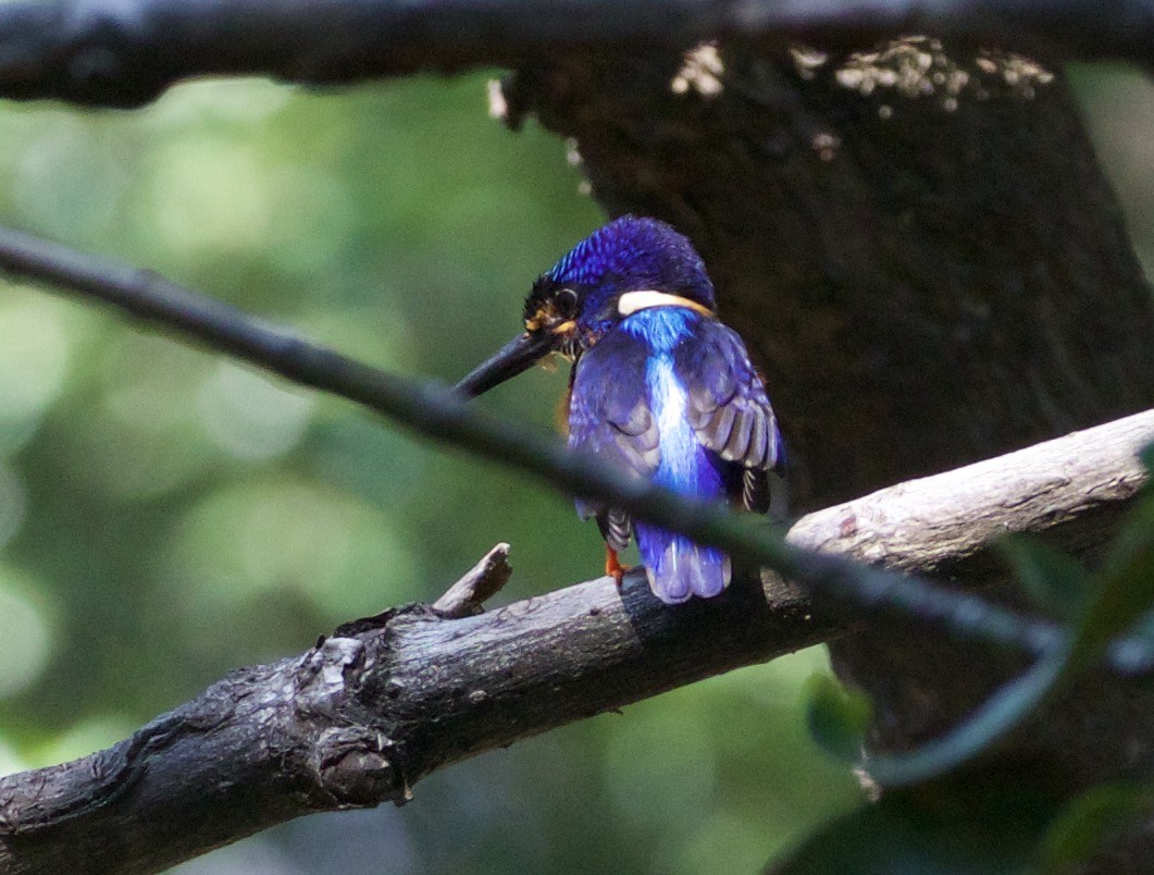 Blue-eared Kingfisher - ML167906631