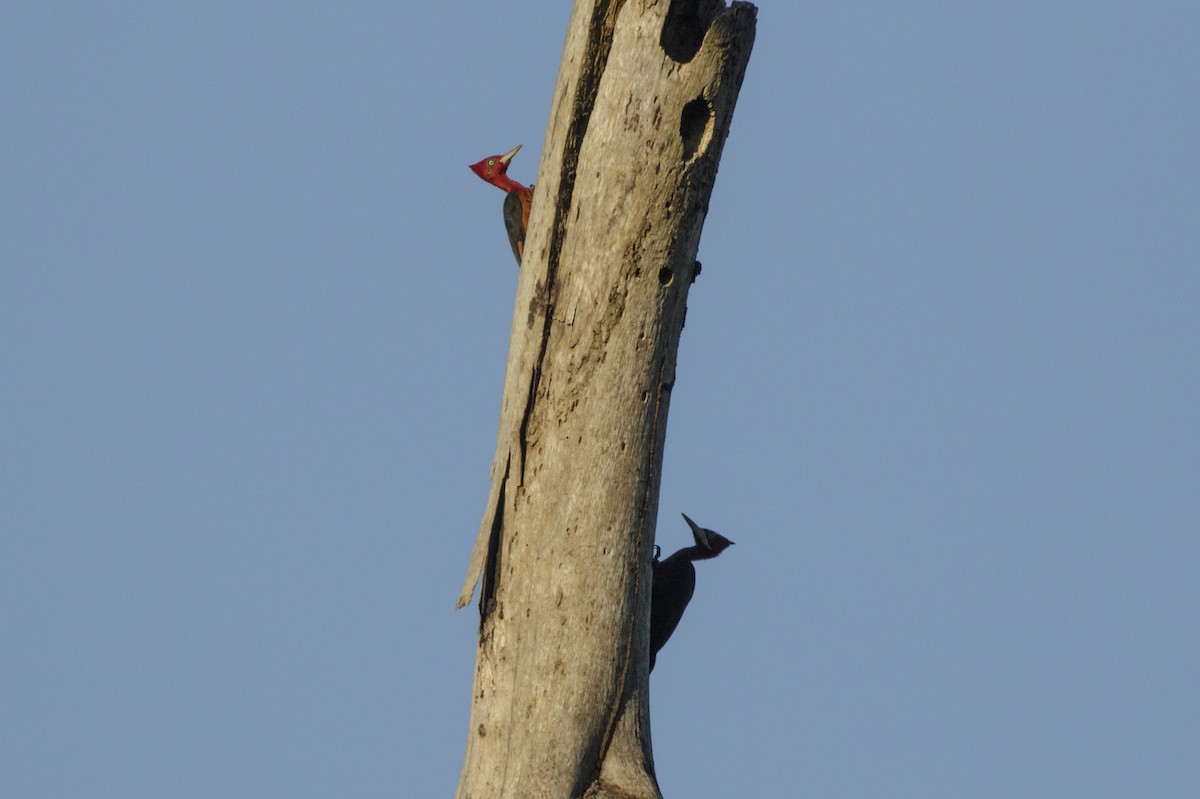 Red-necked Woodpecker - ML167908331