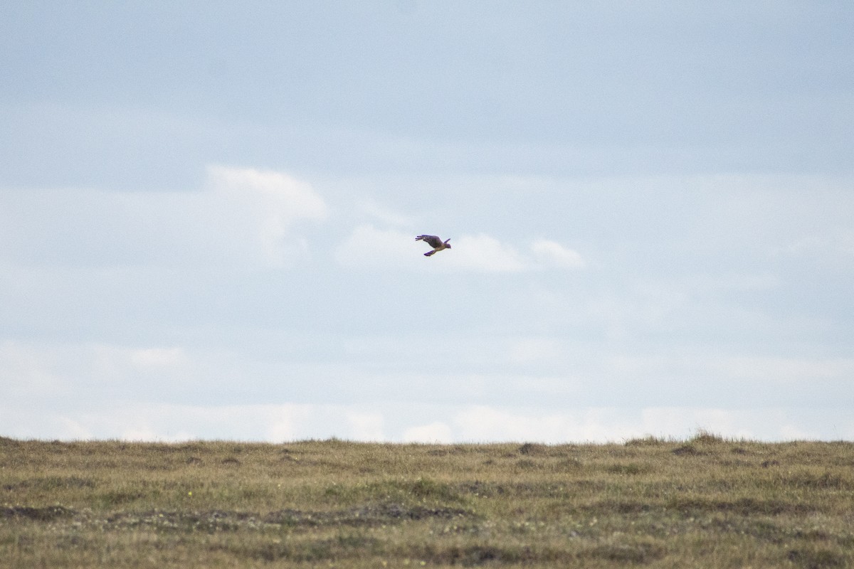 Northern Harrier - Matthew Danihel