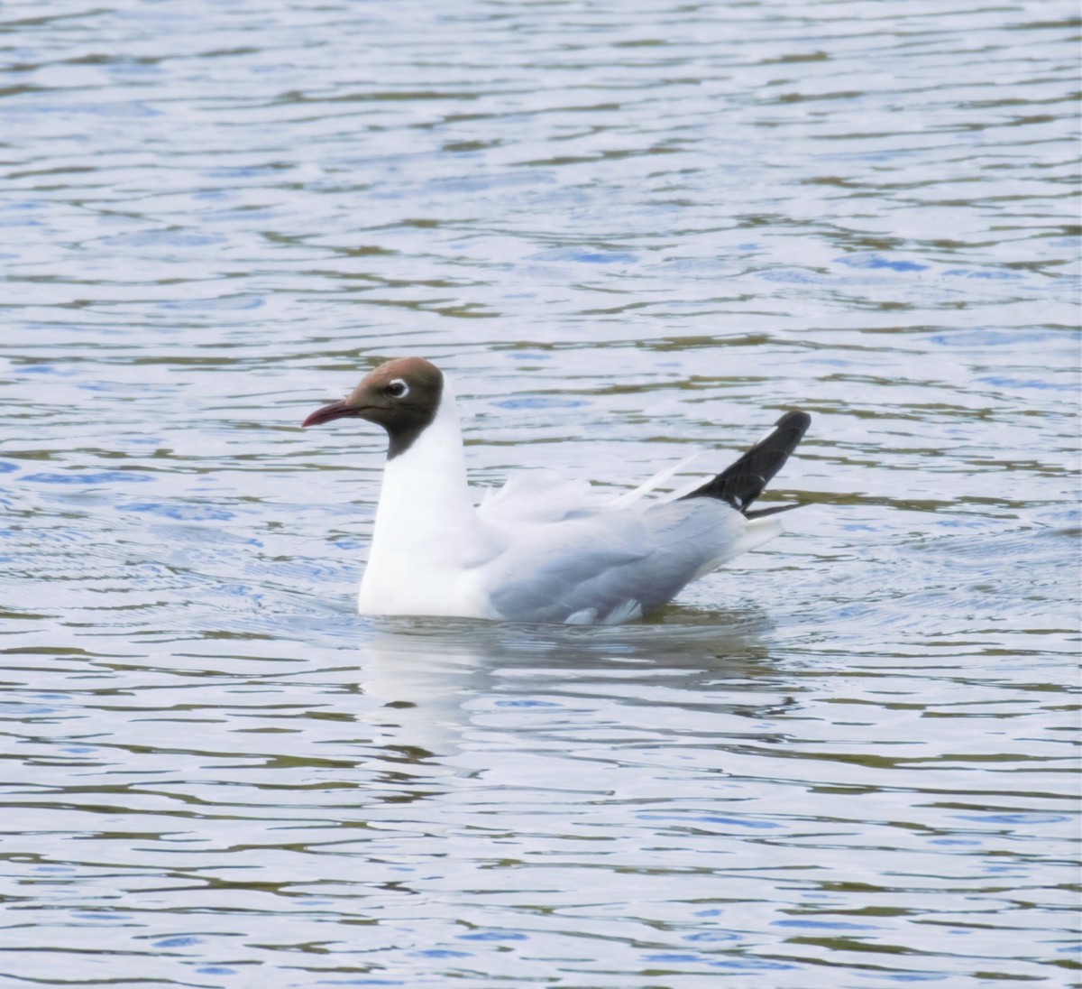 Mouette rieuse - ML167917101