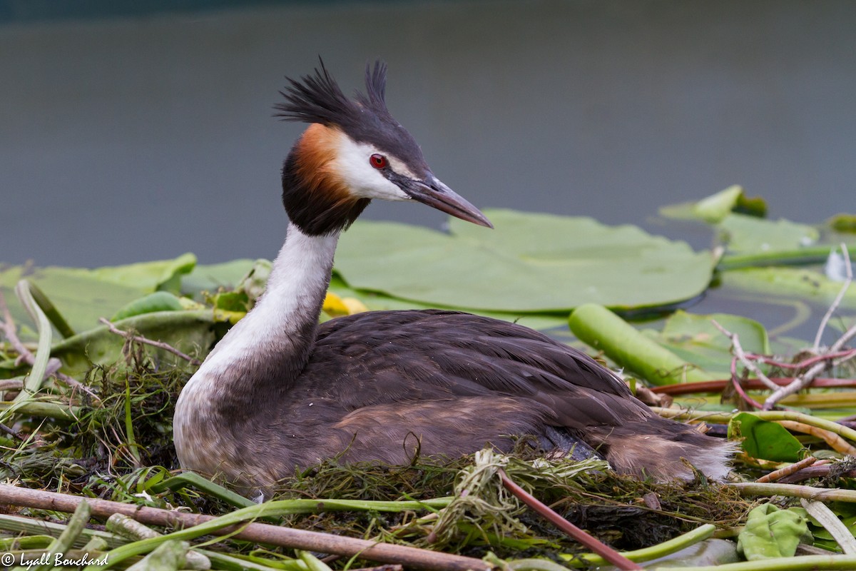 Great Crested Grebe - Lyall Bouchard