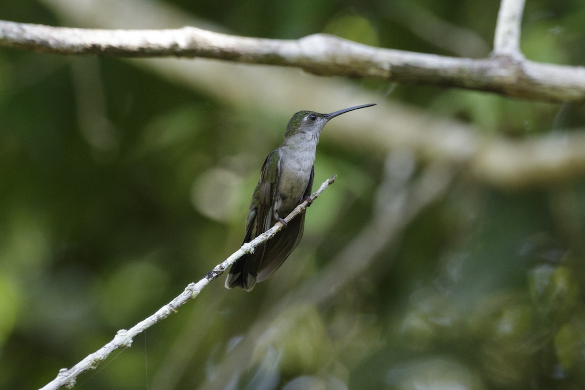 Gray-breasted Sabrewing (obscurus) - ML167920561
