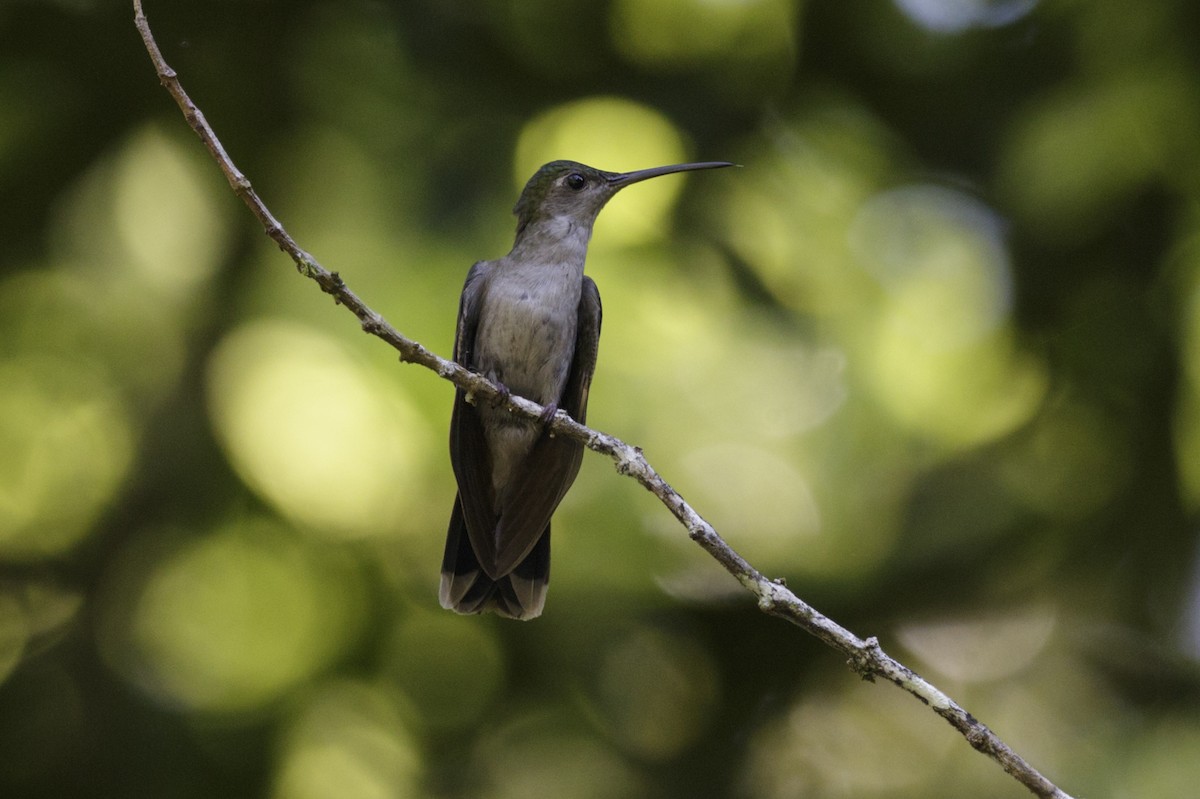 Gray-breasted Sabrewing (obscurus) - ML167920581