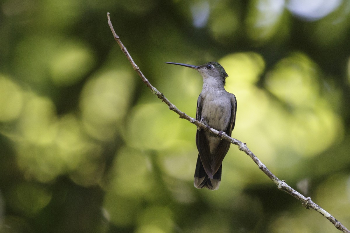 Gray-breasted Sabrewing (obscurus) - ML167920641