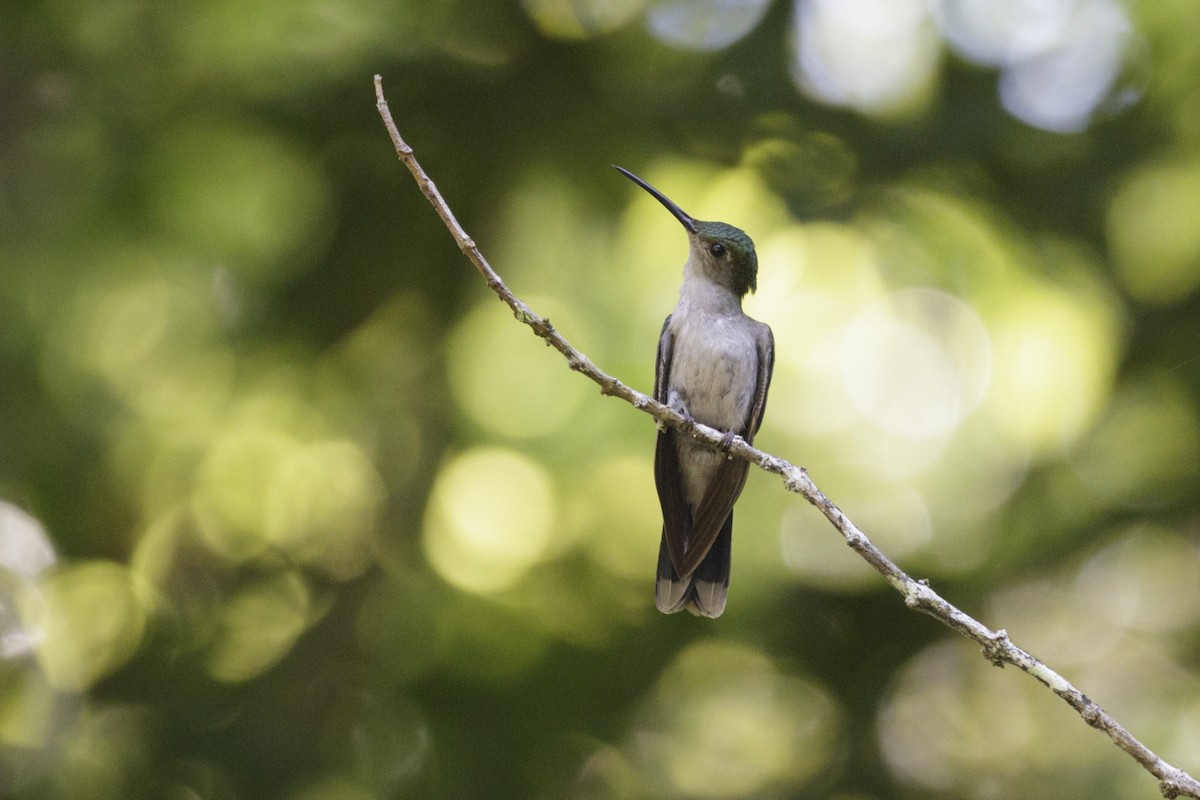 Gray-breasted Sabrewing (obscurus) - Silvia Faustino Linhares