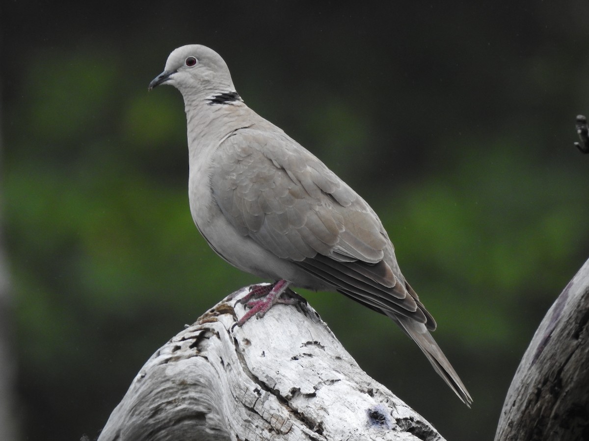 Eurasian Collared-Dove - ML167922401