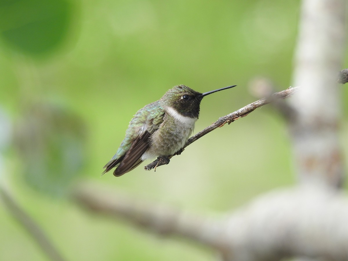 Black-chinned Hummingbird - Mary Rumple