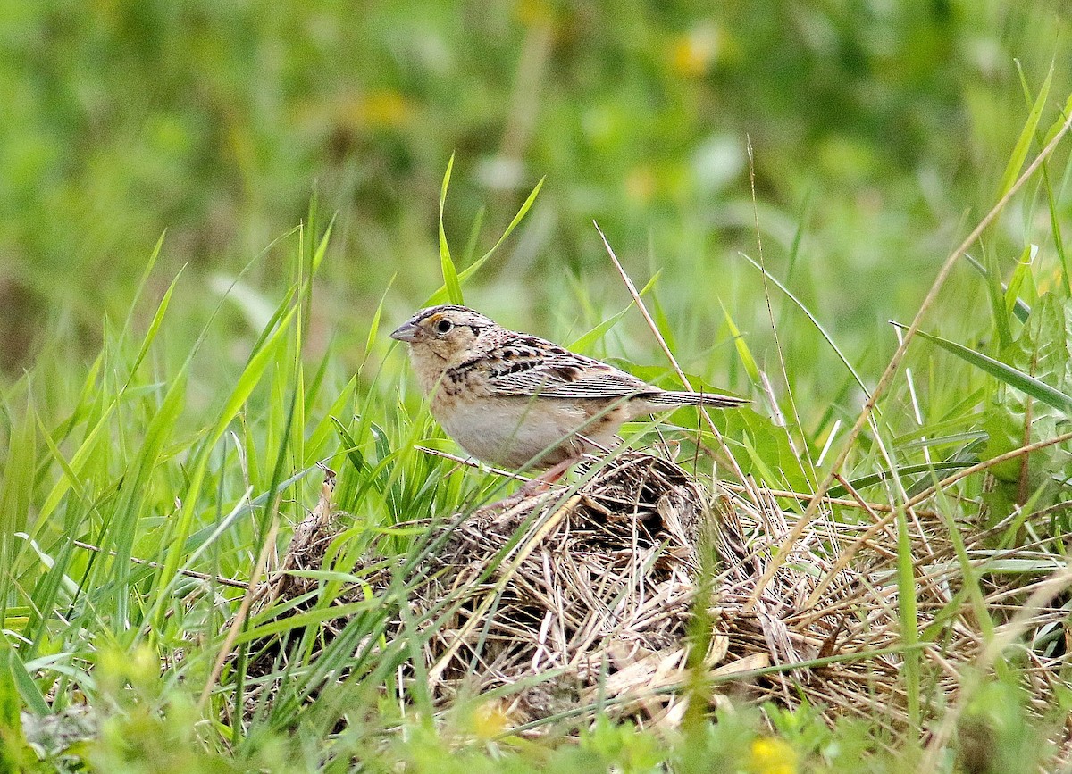 Grasshopper Sparrow - ML167927971